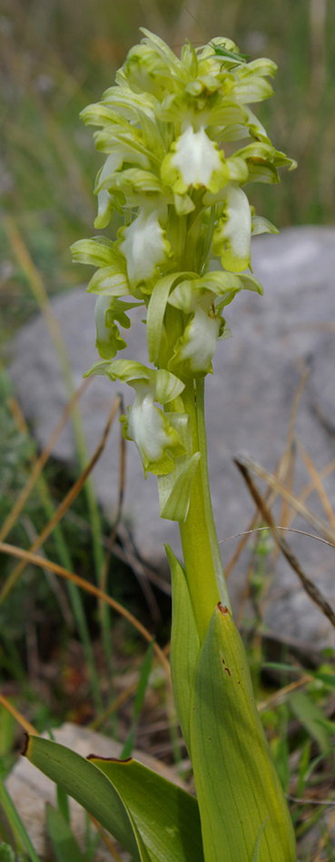 Barlia robertiana bianca 